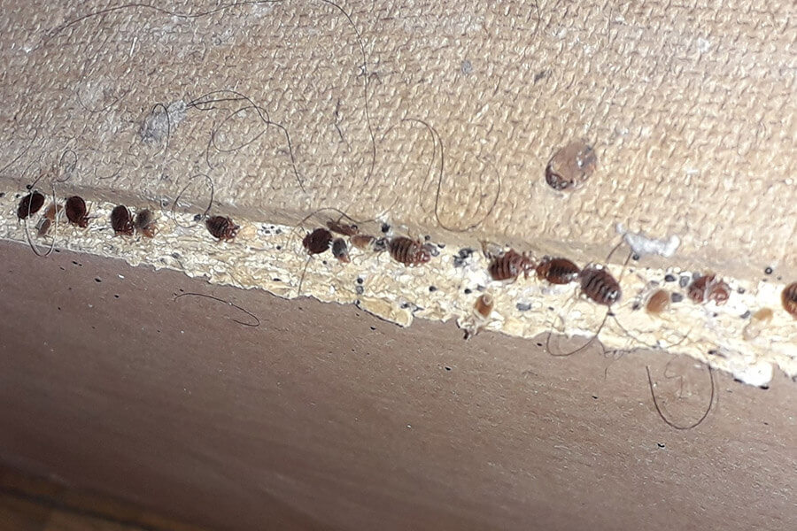 Rejtőzködő ágyi poloskák az ágy alsó felén